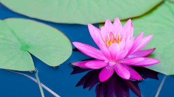 pinkwaterlily