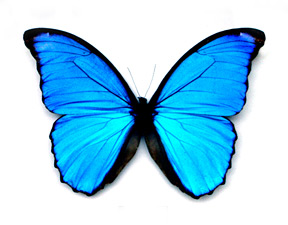 butterfly