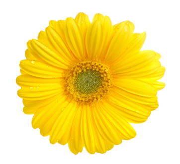 yellow flower single 